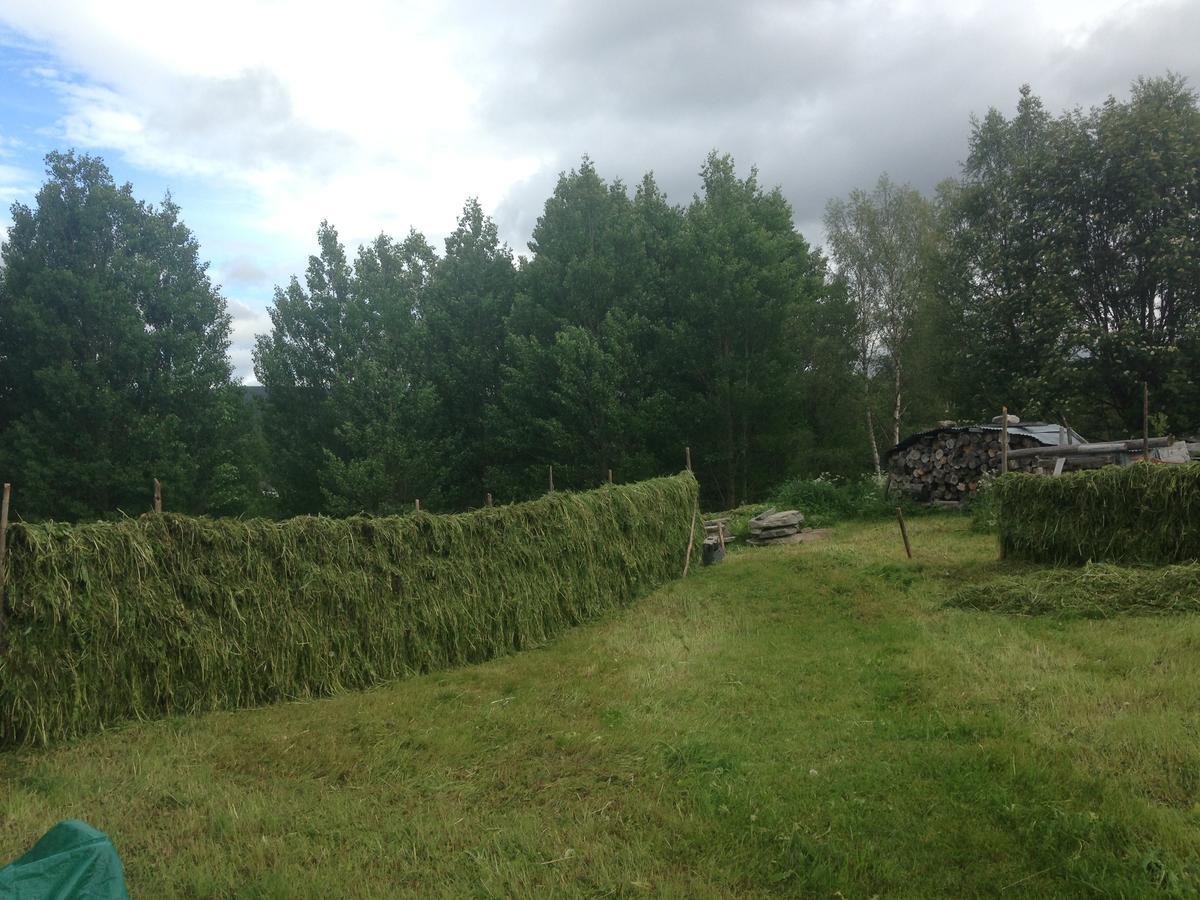 Ivaregga Vinterstua Tolga Exteriör bild